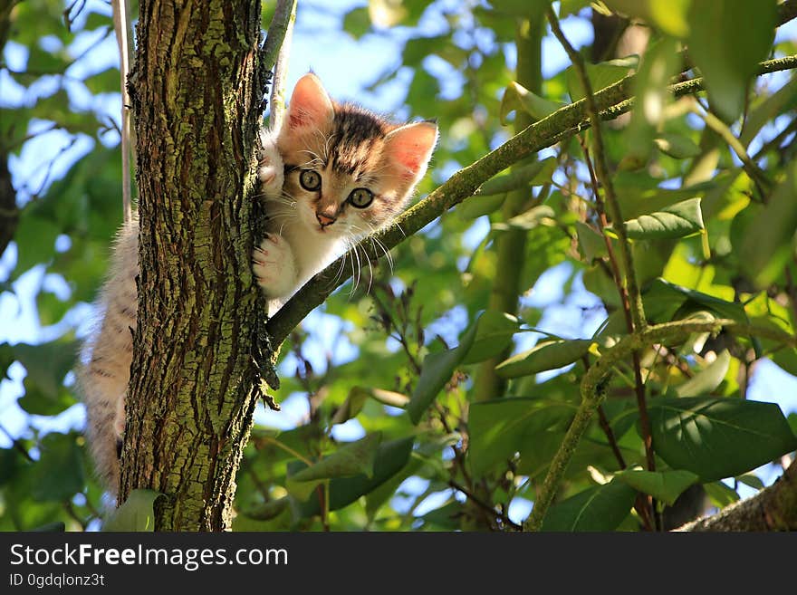 Low Angle View of Cat on Tree