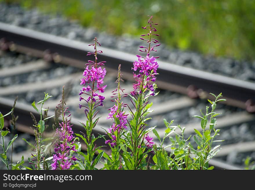 Close-up of Pink Flowering Plants