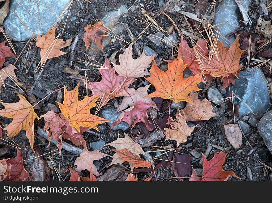 Closeup of autumn leaves on the ground.