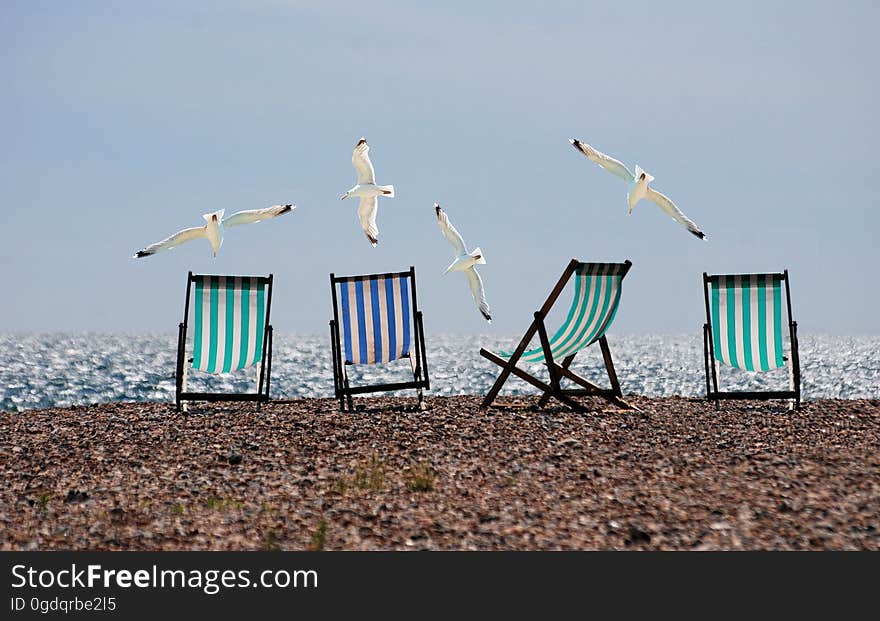 Black White and Blue Lounge Chair on and White Bird