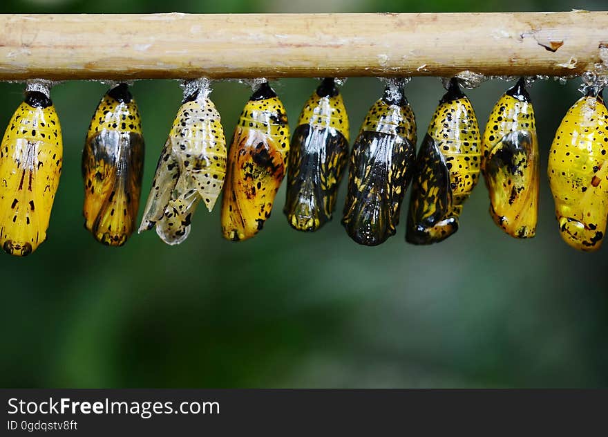 Yellow and Black Butterflies Cocoon