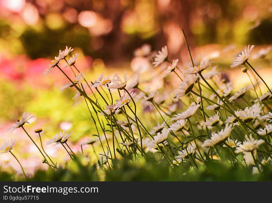 Soft focus on a meadow with daisies.