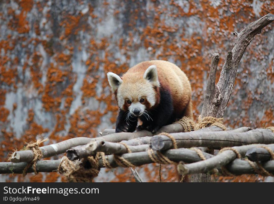 A red panda walking on wood scaffolding. A red panda walking on wood scaffolding.