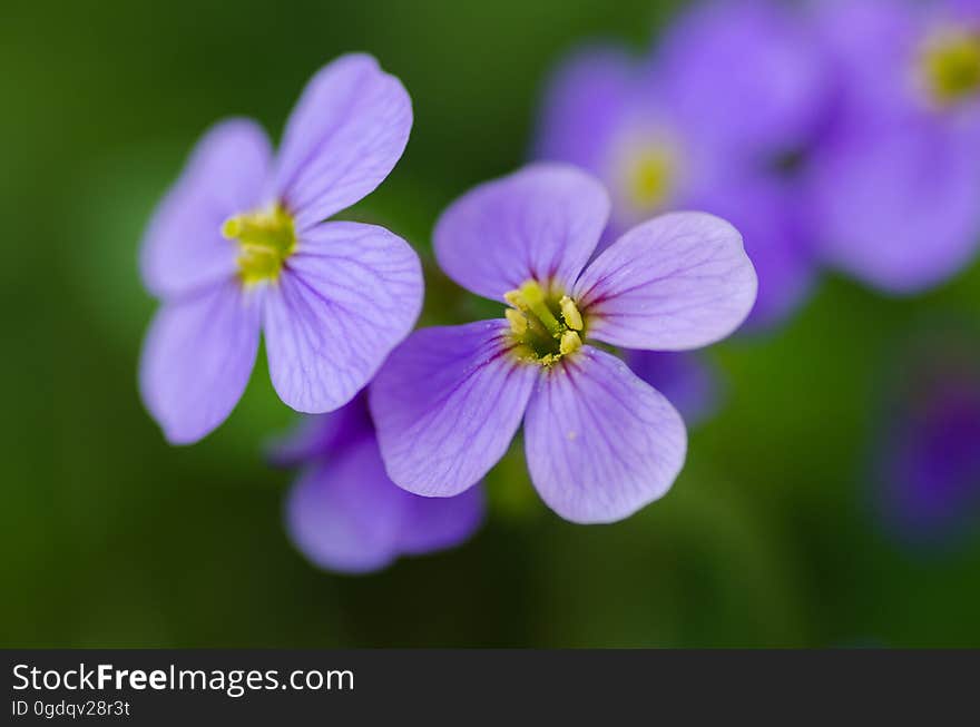 Violet flowers with green blurred background.