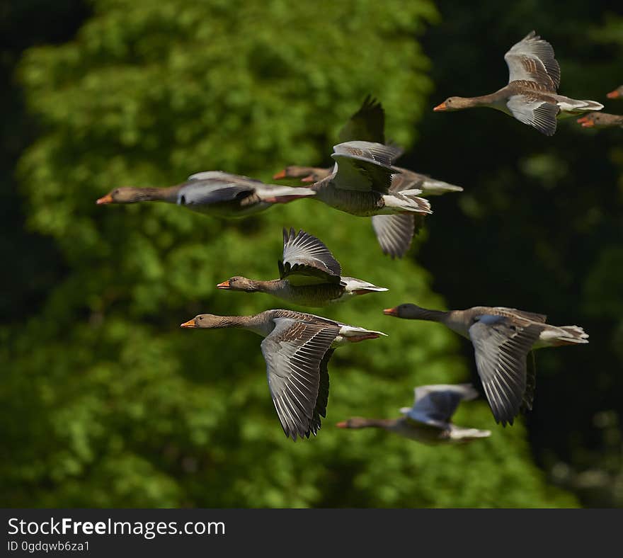 Grey Brown Bird Flying in a Flock