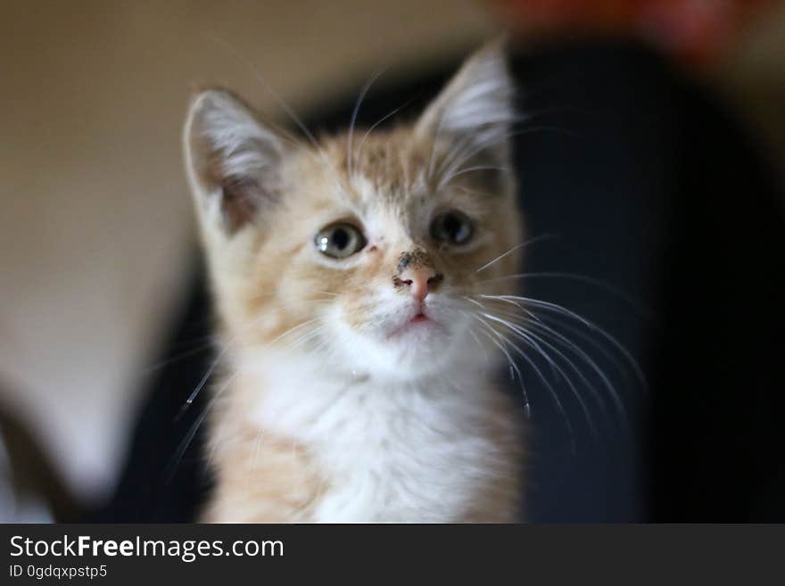 Closeup of an alert young kitten in shallow depth of field with blurred background. Closeup of an alert young kitten in shallow depth of field with blurred background.