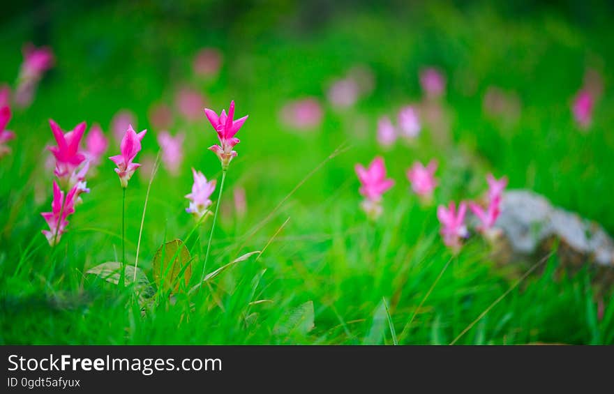 Natural Siam Tulips In The Mist At The Forest