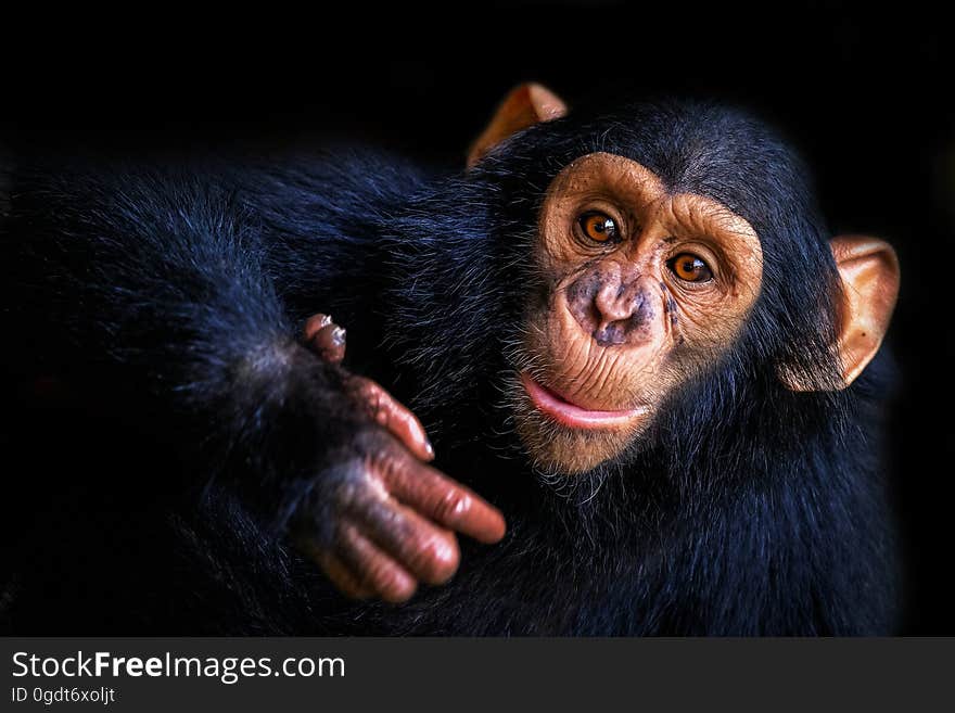 Funny chimpanzee on a black background