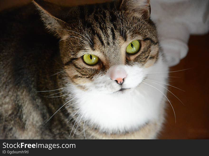 Closeup portrait of an intelligent looking tabby cat with white chest and whiskers and green eyes, pink nose. Closeup portrait of an intelligent looking tabby cat with white chest and whiskers and green eyes, pink nose.