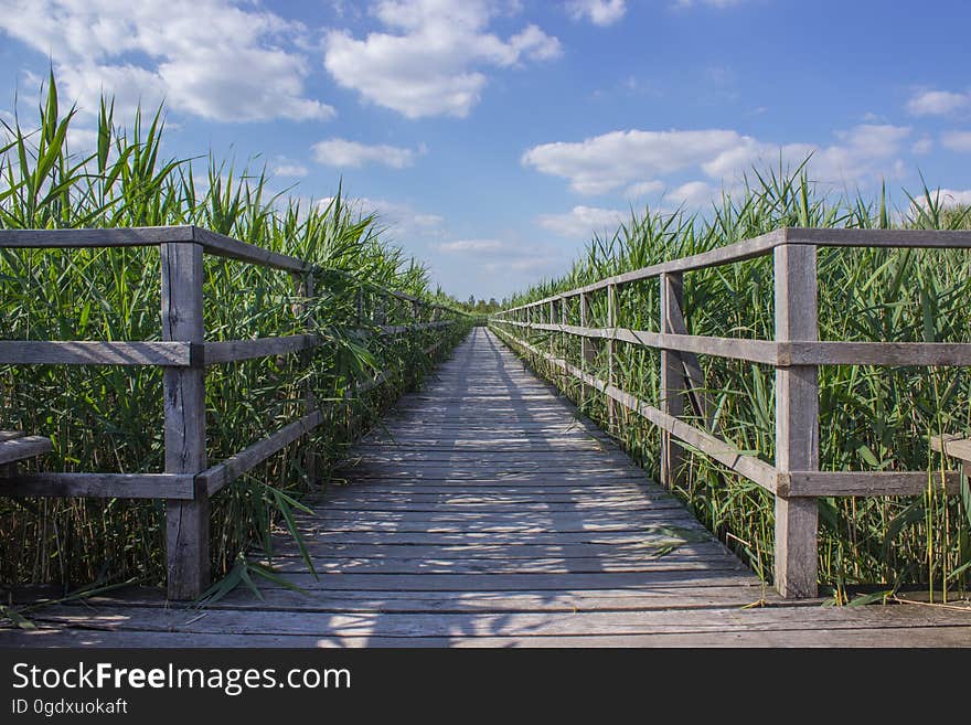 Boardwalk with made wooden planking and wooden fencing through a field of tall green corn, blue sky and cloud as background. Boardwalk with made wooden planking and wooden fencing through a field of tall green corn, blue sky and cloud as background.