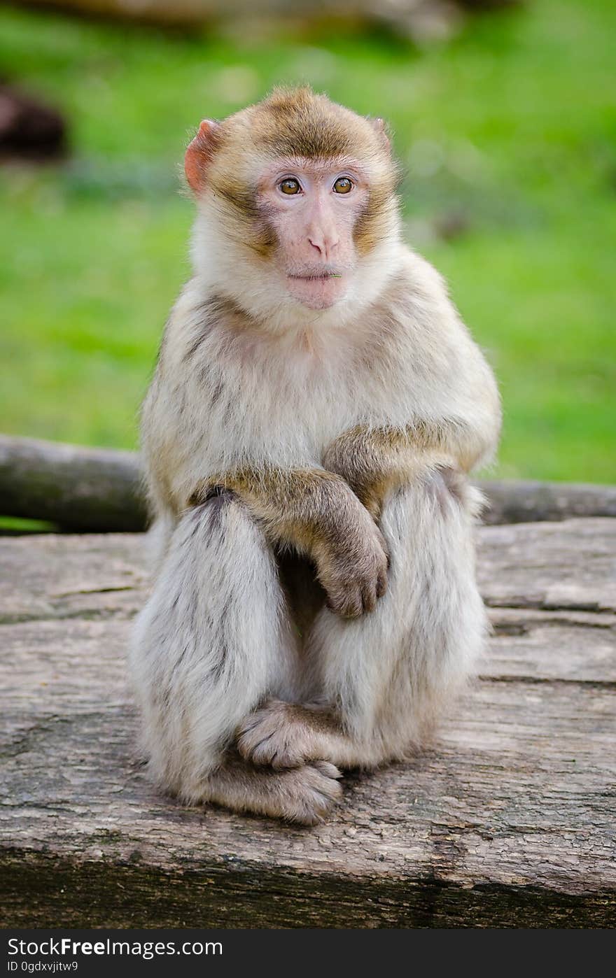 Barbary macaque