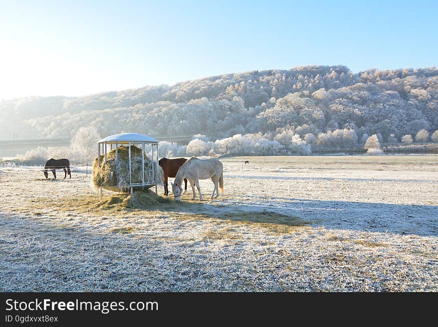 Horses feeding on hay on a pasture with hoarfrost on the grass. Horses feeding on hay on a pasture with hoarfrost on the grass.