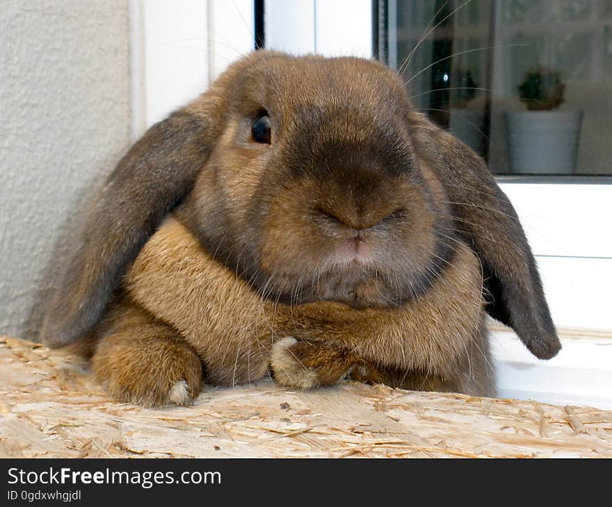 As you can see, Mr grumpy lagomorph here has taken some chubs, despite him running around like a mad man outside all day long. The vet said that it&#x27;s the alfalfa pellets we give him, they are great for young bunnies but too caloric for adults. So Chewy is now on a strict diet of hay and greens!. As you can see, Mr grumpy lagomorph here has taken some chubs, despite him running around like a mad man outside all day long. The vet said that it&#x27;s the alfalfa pellets we give him, they are great for young bunnies but too caloric for adults. So Chewy is now on a strict diet of hay and greens!