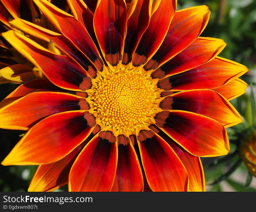 Red and Yellow Gazamia Flower