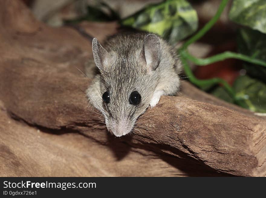 Grey Mouse at the Brown Rock