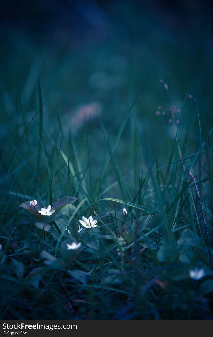 Small white flowers in field of green grass with blurred background.