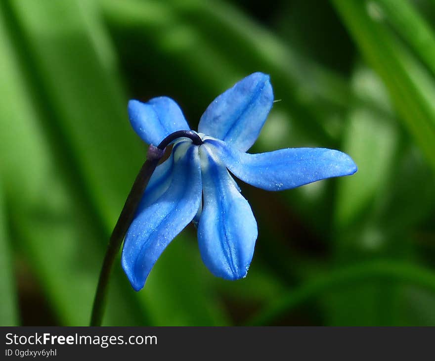 Macro Shot Image of Blue Flower during Daytinme