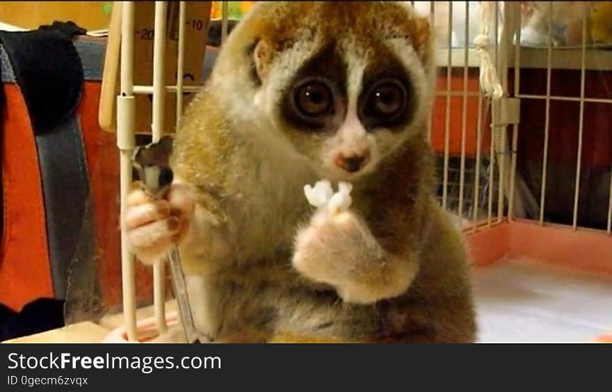 Dwarf Lemur