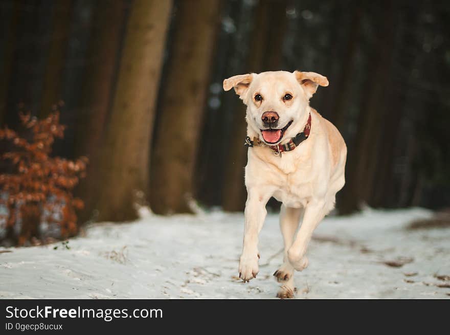 Portrait of Dog