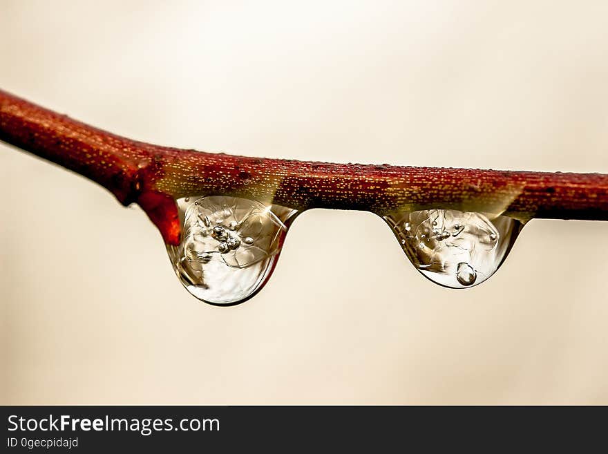 Raindrops on the branch of a tree. Raindrops on the branch of a tree.