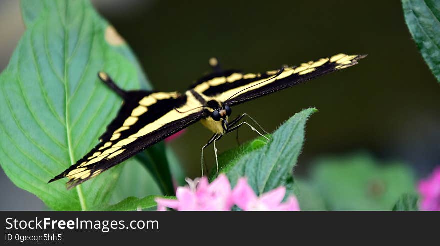 Closeup of a swallowtail butterfly.