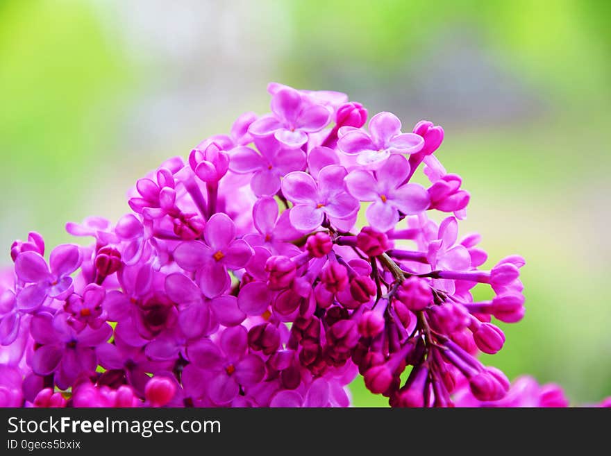 Closeup of purple lilac flowers. Closeup of purple lilac flowers.