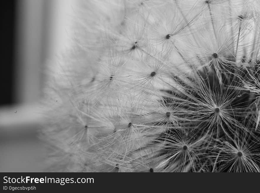 Closeup black and white view of dandelion flower seed head.