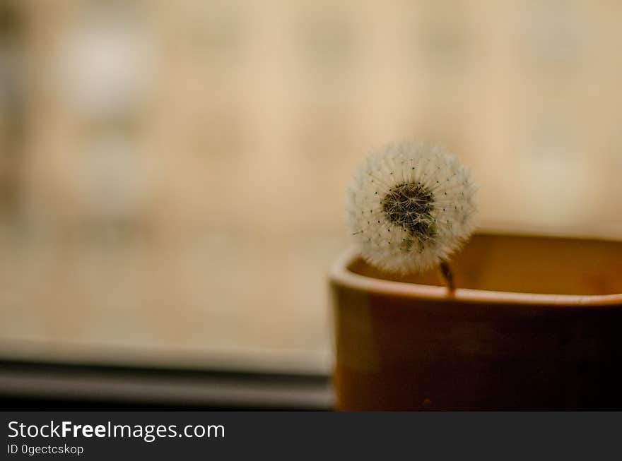 A dandelion that's gone to seed rests in a pot. A dandelion that's gone to seed rests in a pot.