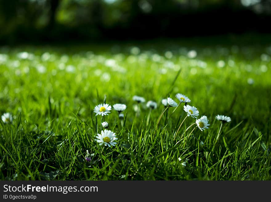 Daisies blooming in a lush, green meadow. Daisies blooming in a lush, green meadow.