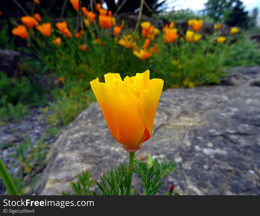 Close-up of a yellow flower in a garden.