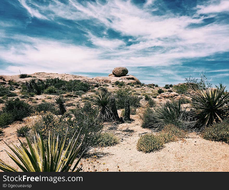 A rocky desert landscape with agave plants.