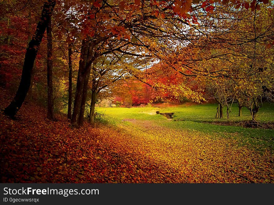 Nature, Autumn, Leaf, Woodland