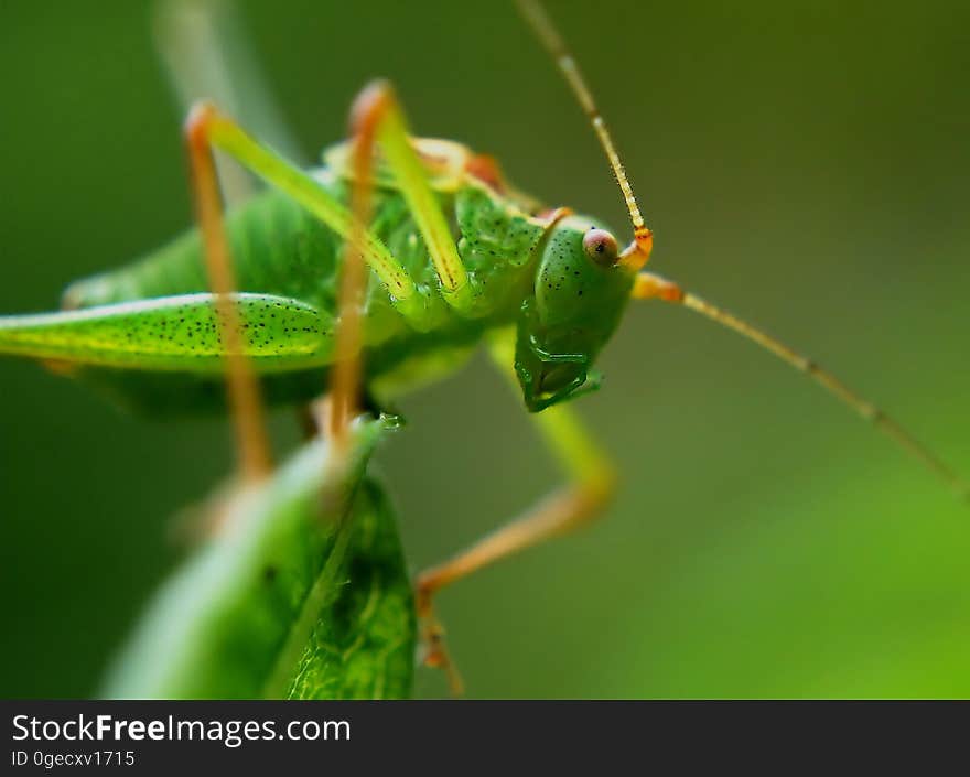 Insect, Locust, Cricket, Cricket Like Insect