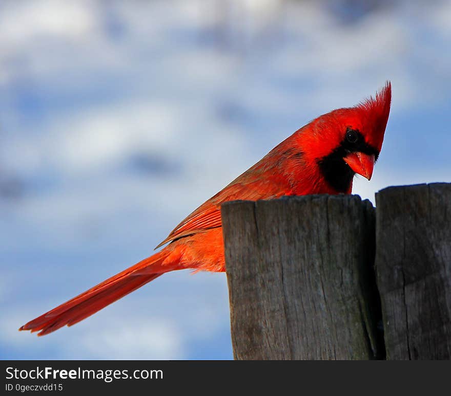 Bird, Red, Sky, Beak