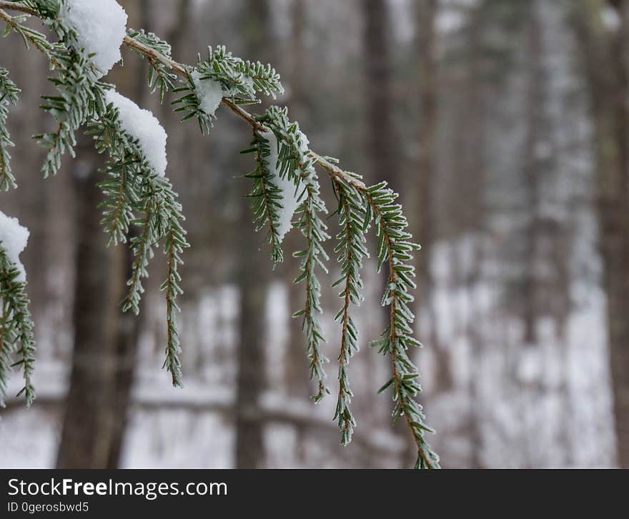 Icy Pine Finger