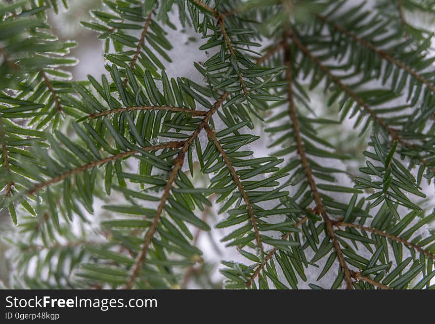 Lightly frozen leaves.