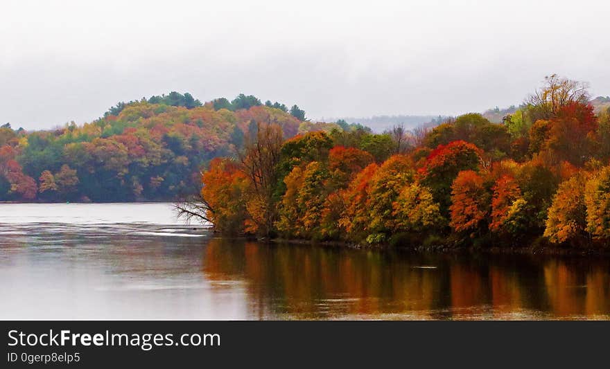 Riverbank Foliage