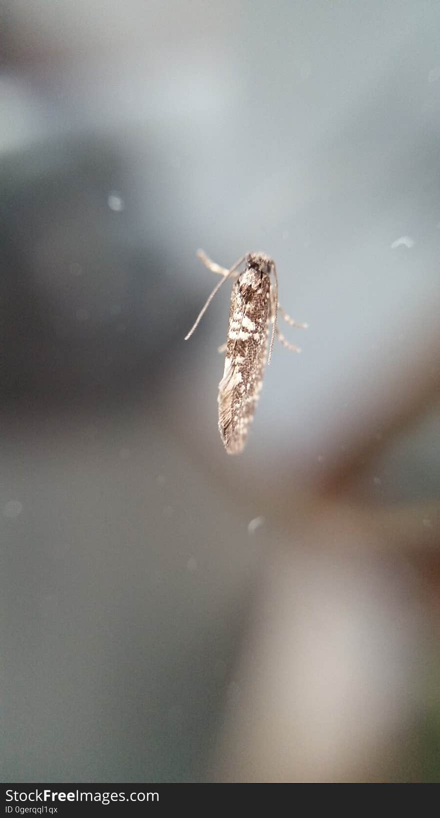 A very small &#x28;about 5mm&#x29; moth