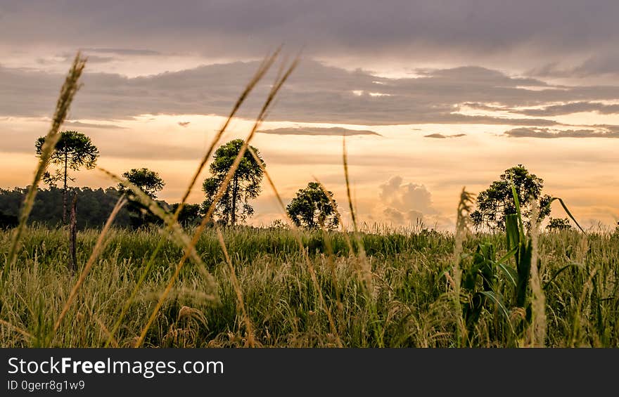 Green Leaf Tree Near Green Grass Under Clouds