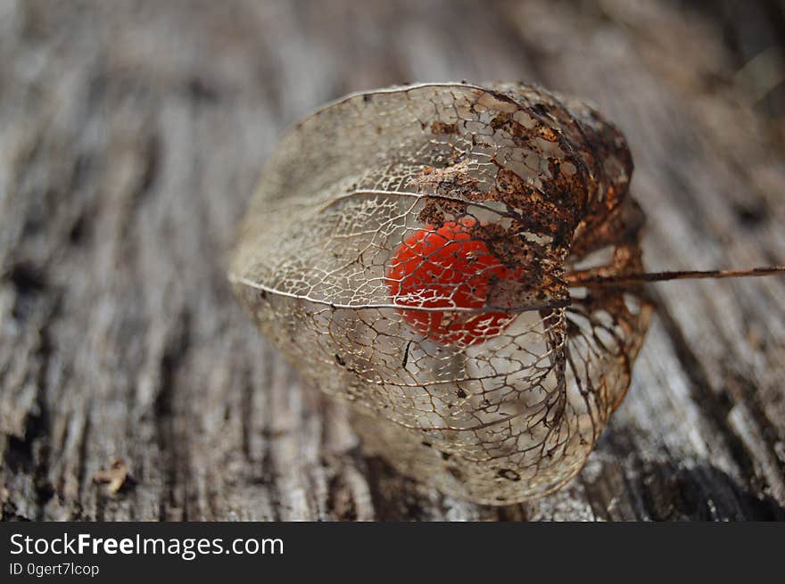 Chinese lantern (Physalis alkekengi ) fruit on a wooden background.