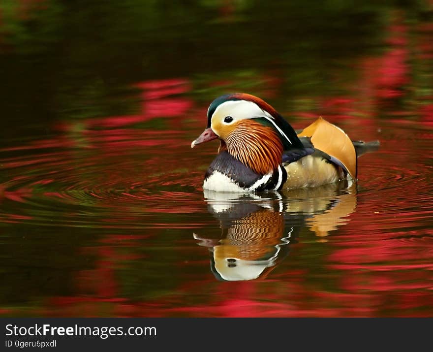 Beige Black Mandarin Duck on Red Waters during Daytime