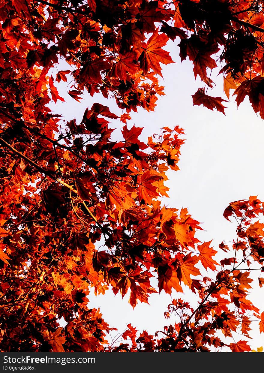 Background of red maple leaves.