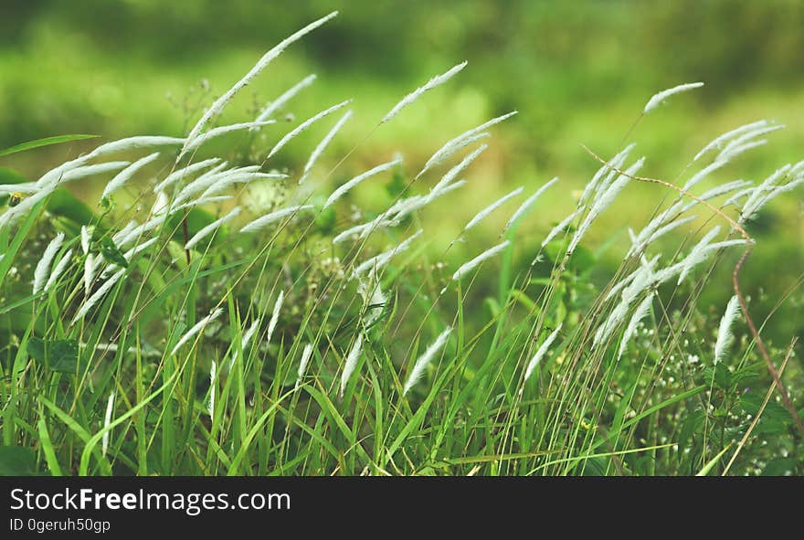 Closeup of a variety of grasses. Closeup of a variety of grasses.