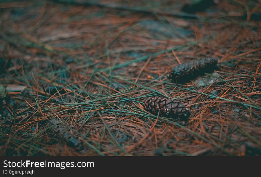 Pine needles on the ground.