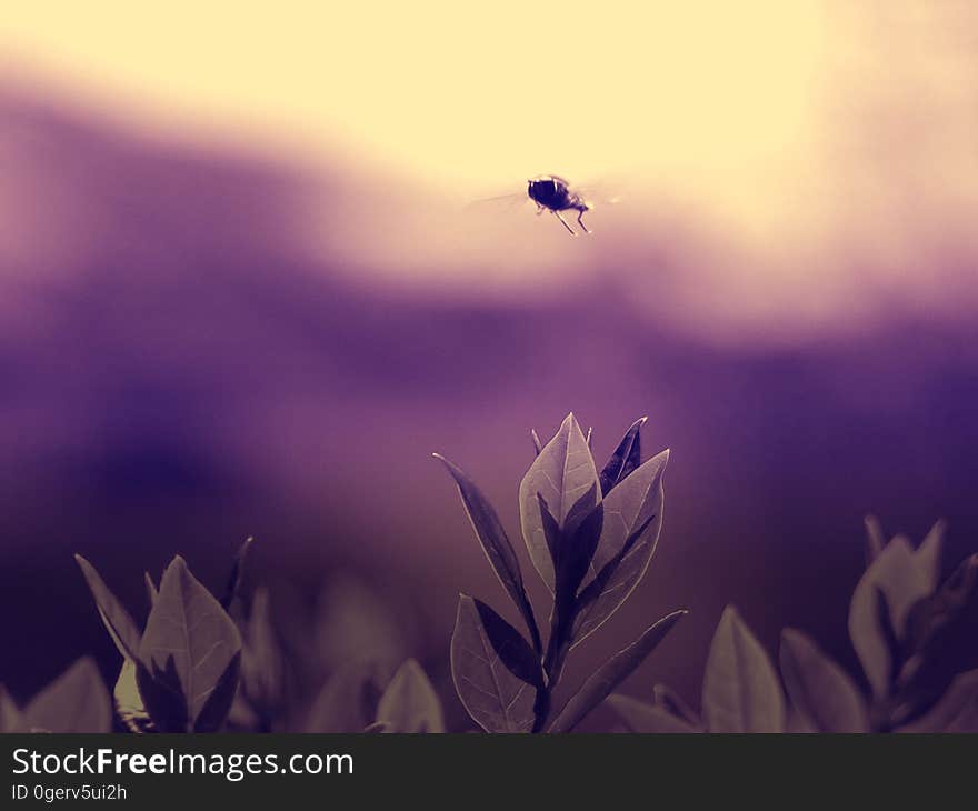 A fly flying over flowers.