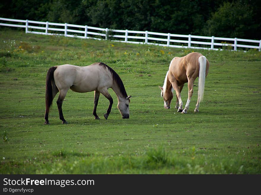 Horses eat grass in a pasture. Horses eat grass in a pasture.