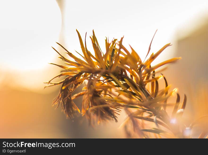 Closeup of a plant branch.