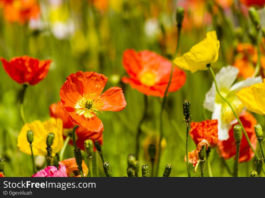 Spring flowers in the field