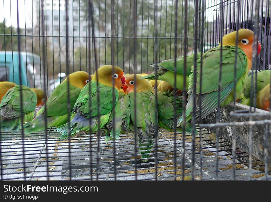 Bird, Beak, Parrot, Natural material, Organism, Pet supply