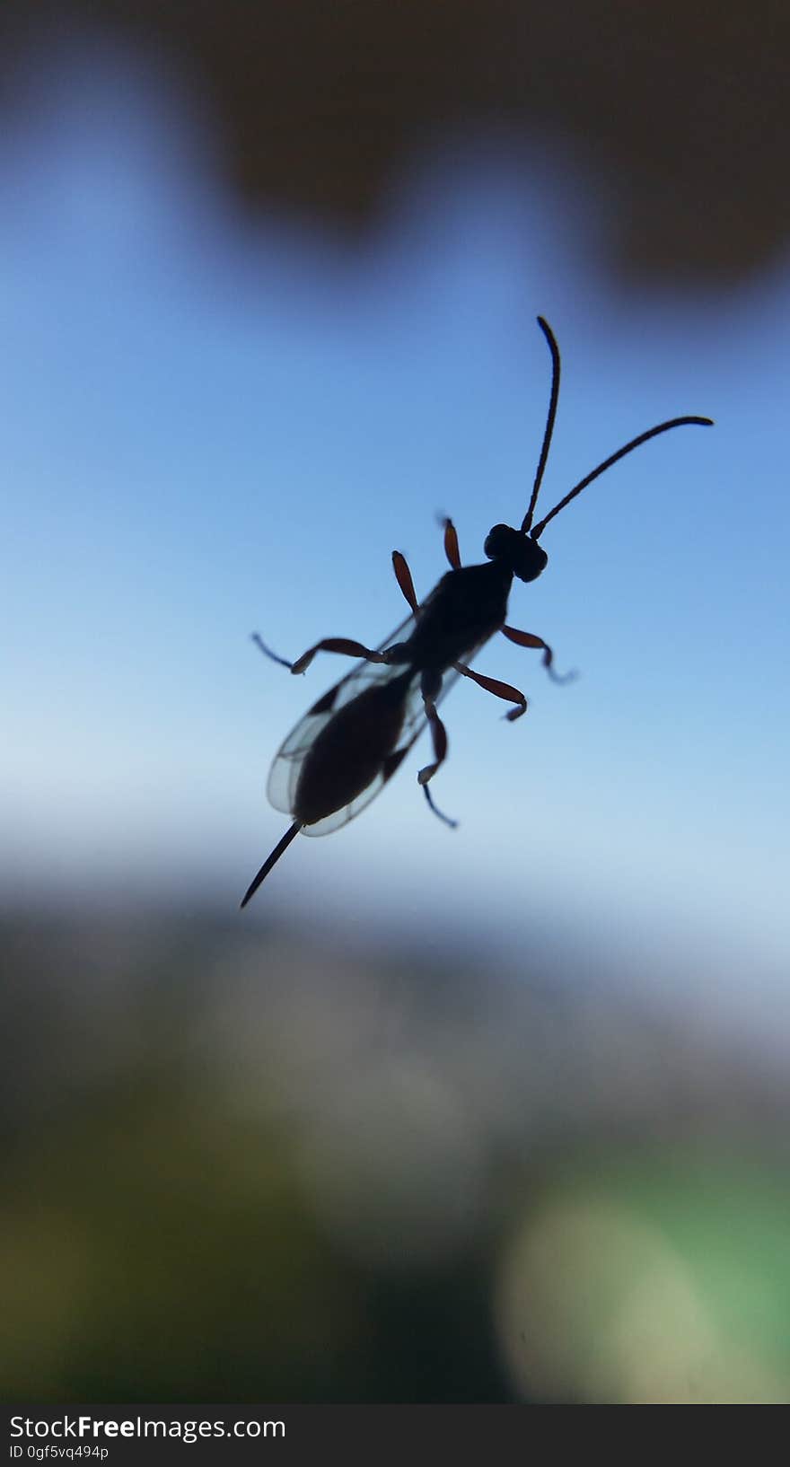 Ichneumon Wasp. Ichneumon Wasp